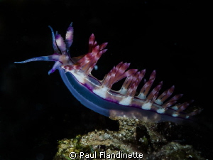 Flabellina rubrolineata, Nudibranch, Bunaken, North Sulawesi by Paul Flandinette 